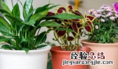 超大花盆适应养什么花 超大花盆适应养什么花草