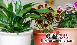 超大花盆适应养什么花 超大花盆适应养什么花草