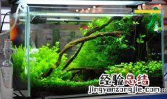 在鱼缸里养绿萝能提供氧气吗 鱼缸里养绿萝能增加氧气吗
