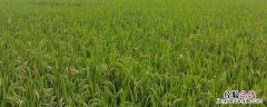 施田补适合哪些农作物 施田补对白菜苗的影响