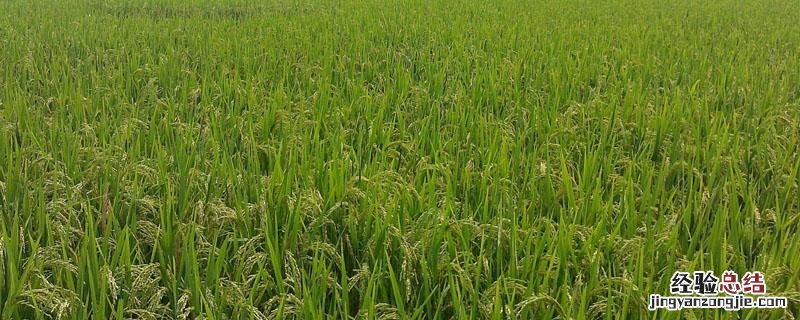 施田补适合哪些农作物 施田补对白菜苗的影响