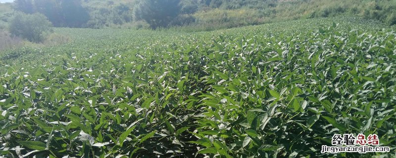 大豆苗后除草剂 大豆苗后除草剂药害怎么办
