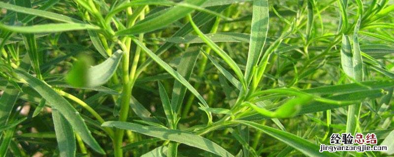 扫树苗的功效和作用 扫树苗的功效