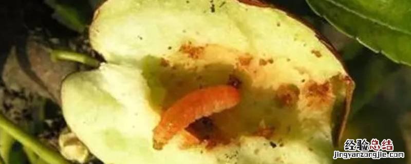 为什么枣子里面有活虫 枣子内部生虫