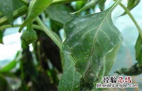 辣椒白粉病怎么办 辣椒白粉病怎么防治