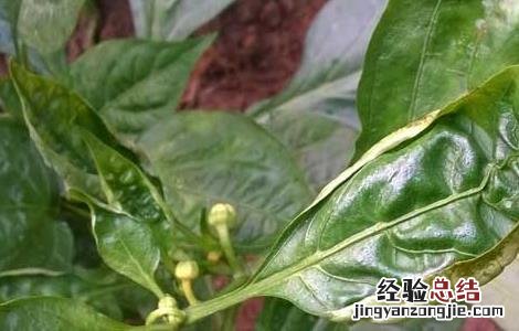 辣椒白粉病怎么办 辣椒白粉病怎么防治