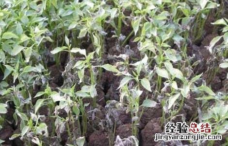 辣椒白粉病怎么办 辣椒白粉病怎么防治