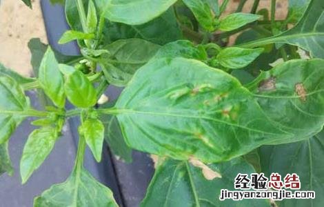 辣椒白粉病怎么办 辣椒白粉病怎么防治