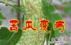 苦瓜疫病的防治方法 苦瓜疫病图片及防治