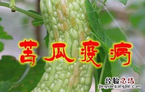 苦瓜疫病的防治方法 苦瓜疫病图片及防治