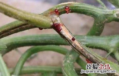 苦瓜疫病的防治方法 苦瓜疫病图片及防治