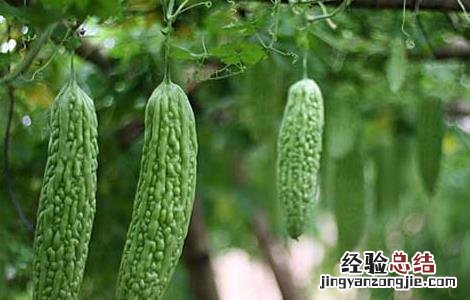 苦瓜疫病的防治方法 苦瓜疫病图片及防治
