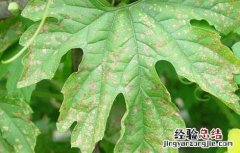 苦瓜白粉病的防治方法 苦瓜白粉病的危害症状