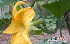 砍瓜种子怎么种植 砍瓜种子怎么种