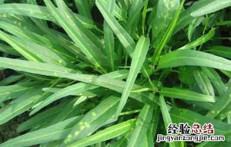 空心菜白锈病的防治方法 空心菜白锈病怎么治