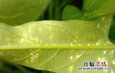 空心菜白锈病的防治方法 空心菜白锈病怎么治