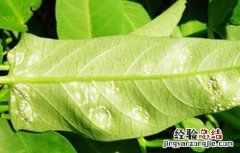 空心菜白锈病的防治方法 空心菜白锈病怎么治