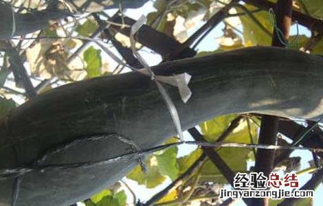 砍瓜的种植方法 砍瓜的种植方法图解