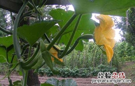 砍瓜的种植方法 砍瓜的种植方法图解