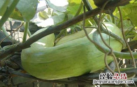 砍瓜的种植方法 砍瓜的种植方法图解
