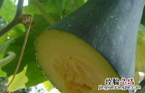 砍瓜的种植方法 砍瓜的种植方法图解