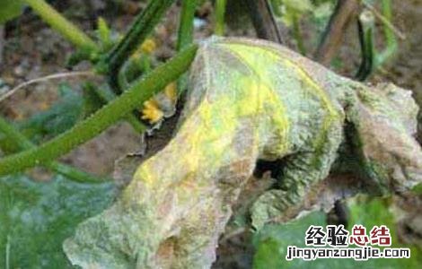 黄瓜疫病怎样防治 黄瓜疫病的防治方法