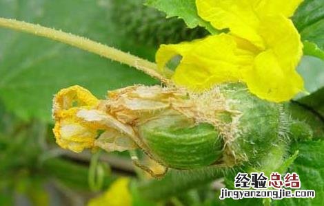 黄瓜疫病怎样防治 黄瓜疫病的防治方法