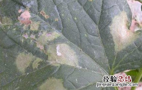 黄瓜疫病怎样防治 黄瓜疫病的防治方法
