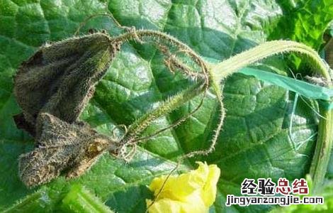 黄瓜疫病怎样防治 黄瓜疫病的防治方法