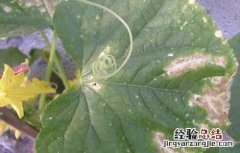 黄瓜叶枯病的防治方法 黄瓜叶枯病如何防治