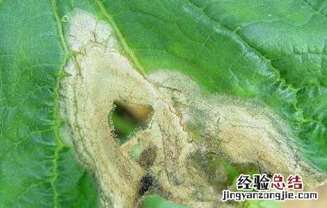 黄瓜灰霉病怎么防治 黄瓜灰霉病的防治方法