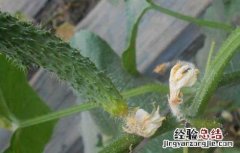 黄瓜灰霉病怎么防治 黄瓜灰霉病的防治方法