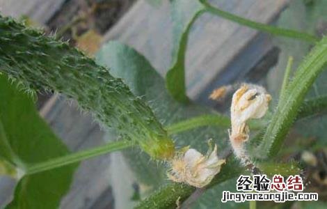 黄瓜灰霉病怎么防治 黄瓜灰霉病的防治方法