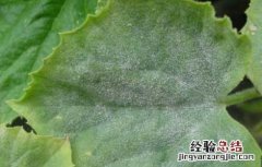 黄瓜白粉病怎么预防 黄瓜白粉病怎么防治