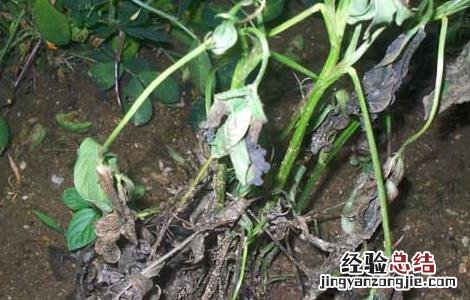 花生茎腐病的防治方法 花生茎腐病的治疗