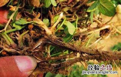 花生茎腐病的防治方法 花生茎腐病的治疗