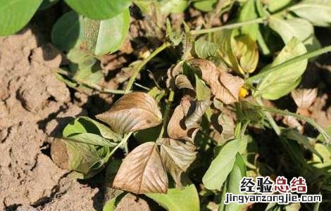 花生茎腐病的防治方法 花生茎腐病的治疗