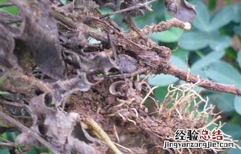 花生茎腐病的防治方法 花生茎腐病的治疗