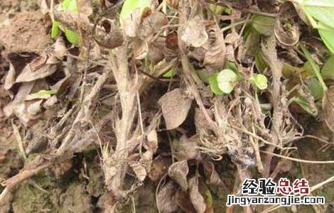花生茎腐病的防治方法 花生茎腐病的治疗