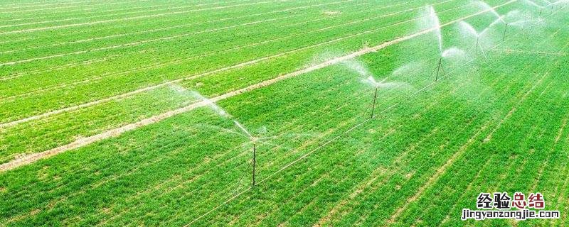 打药多长时间下雨没事 蔬菜打药多长时间下雨没事