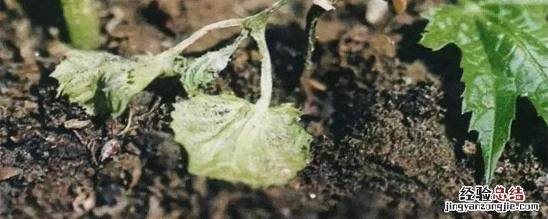 恶霉灵土壤消毒用量 霜霉恶霉灵可以用做土壤消毒么?
