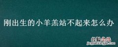 刚出生的小羊羔站不起来怎么办 刚出生的小羊羔站不起来怎么办呀