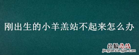 刚出生的小羊羔站不起来怎么办 刚出生的小羊羔站不起来怎么办呀