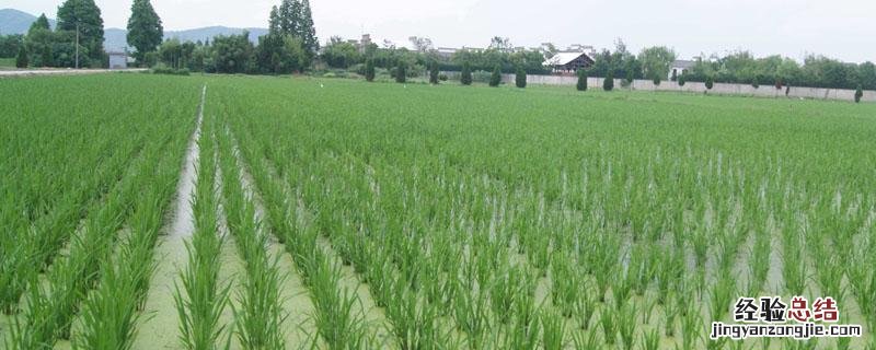 双草醚打后几天草死 双草醚除草几天见效