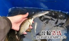 鲫鱼如何养可以活得久 鲫鱼怎么才可以养时间长点
