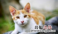猫瘦了怎么增肥 我家猫咪瘦怎么才能长胖