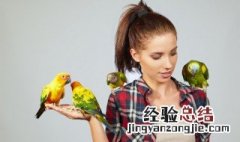 鸟英语怎么读 鸟英语怎么读bird