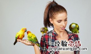 鸟英语怎么读 鸟英语怎么读bird