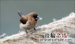 文鸟哆嗦 文鸟打颤怎么办