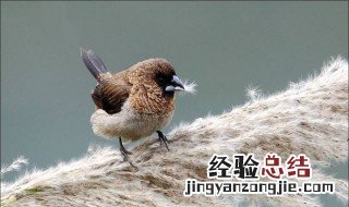 文鸟哆嗦 文鸟打颤怎么办